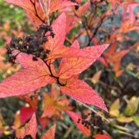 Яркие краски Осени. :: Olga Oskolkova