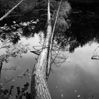 Фотография :: Денис Безногов Фотография :: Денис Безногов