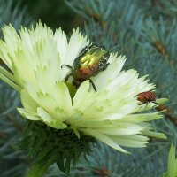 Рыцарь в латах :: Natali Рыцарь в латах :: Natali