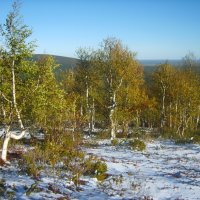 Осенние танцы берёз :: Галина Ильясова