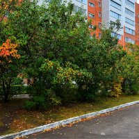 Новочебоксарск. Осенний боярышник на ул. 10-й Пятилетки. :: Пётр Чернега Новочебоксарск. Осенний боярышник на ул. 10-й Пятилетки. :: Пётр Чернега