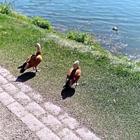 Царицыно. :: Владимир Драгунский