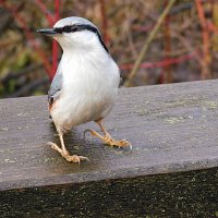 Поползень :: Лина 