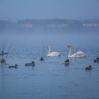 Туманным утром.... :: Sergey (Apg)