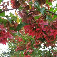 .......... :: Елена Шаламова .......... :: Елена Шаламова