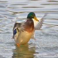 Танцы на воде ... :: Константин Анисимов