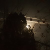 Полнолуние. :: Lucy Schneider 