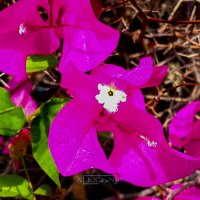 Бугенвилле́я. :: Argaman Табашник