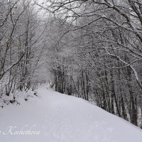 Природа Крыма :: Amazing Cosmea