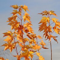 Осенний солнечный этюд :: Светлана 