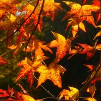 Закружила осень :: Юрий. Шмаков Закружила осень :: Юрий. Шмаков