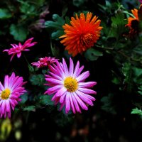 Цветочи :: Юрий Гайворонскiий Цветочи :: Юрий Гайворонскiий