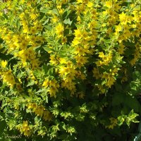 Вербейник :: Freddy 97 Вербейник :: Freddy 97