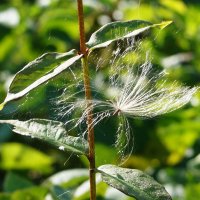 Заблудился ... :: Нэлли Обертынская Заблудился ... :: Нэлли Обертынская