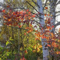 Осень в закатных лучах солнца :: Нина северянка
