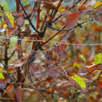 Паутина :: Нина северянка