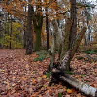 В осеннем лесу... :: Николай Гирш В осеннем лесу... :: Николай Гирш