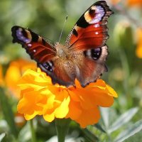 Павлиний глаз :: ZNatasha -