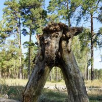 "Лешак". :: Егор Бабанов