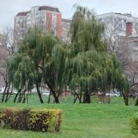 Ивушки :: Дмитрий Никитин