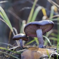 .... :: Шумер +