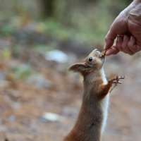Болтаем лапками... :: Александр Кондаков