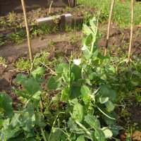 Горошек зеленый (запоздалый :) :: Анна Воробьева