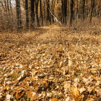 вот и осень, и улетают птицы ! :: валерий 