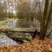 Естественный ход... :: Николай Гирш