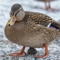 Кряква. :: Евгений Голубев