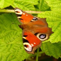 опять про бабочек...9 :: Александр Прокудин