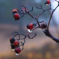 *** :: Сергей Могутов *** :: Сергей Могутов