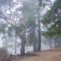 *** :: Сергей  Могутов 