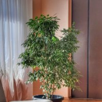 В холле :: Irene Irene