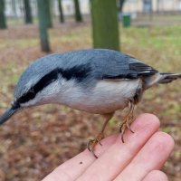 Поползень :: Сапсан 