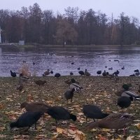 Лысухи :: Сапсан 