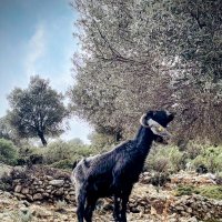 На Ликийской стороне :: Георгиевич 