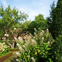 Гортензия :: Лидия Бусурина