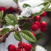 Кизильник :: Светлана Ищенко