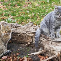 ... :: Светлана Ищенко