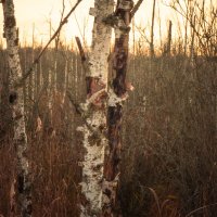 без названия :: fogmeadowww m