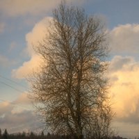 дерево :: fogmeadowww m