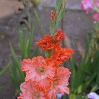 В саду. :: сергей ермошкин