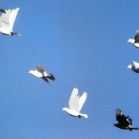 В полёте :: Людмила Смородинская В полёте :: Людмила Смородинская