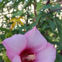 Гибискус осенний :: Татьяна Лютаева