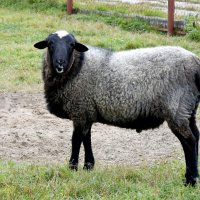 Московская область. Серпухов. Ферма «Русский страус». :: Наташа *****