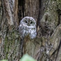 серая неясыть.молодая. :: юрий макаров