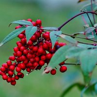 Бузина красная... :: Николай Саржанов Бузина красная... :: Николай Саржанов