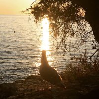 В лучах заката :: Натали 