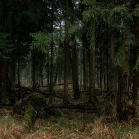лес :: Michel 